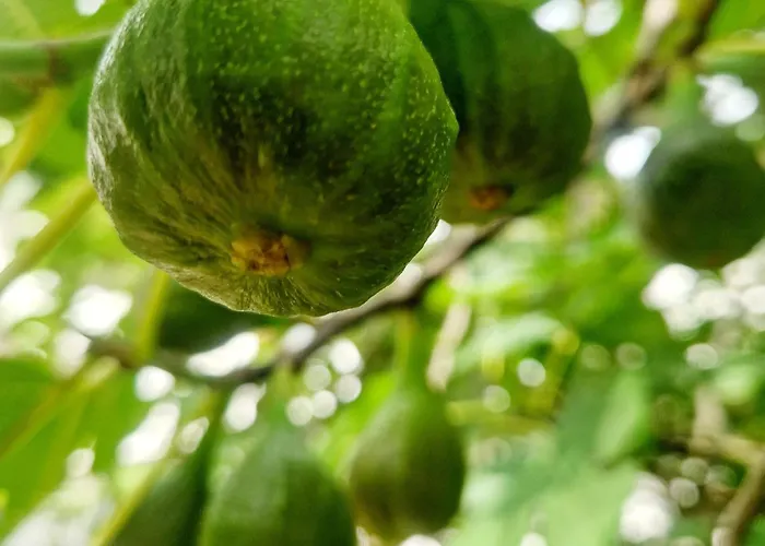 库尔帕克布里克酒店 巴特贝格匝本